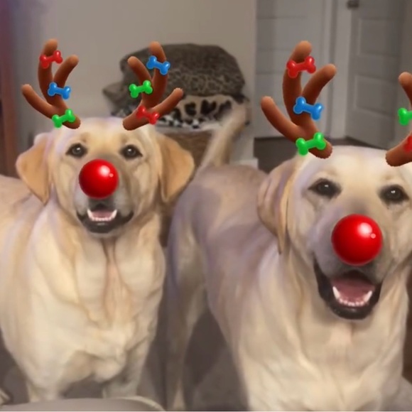 Meet your Posher, Mandy - Picture 2 of 13